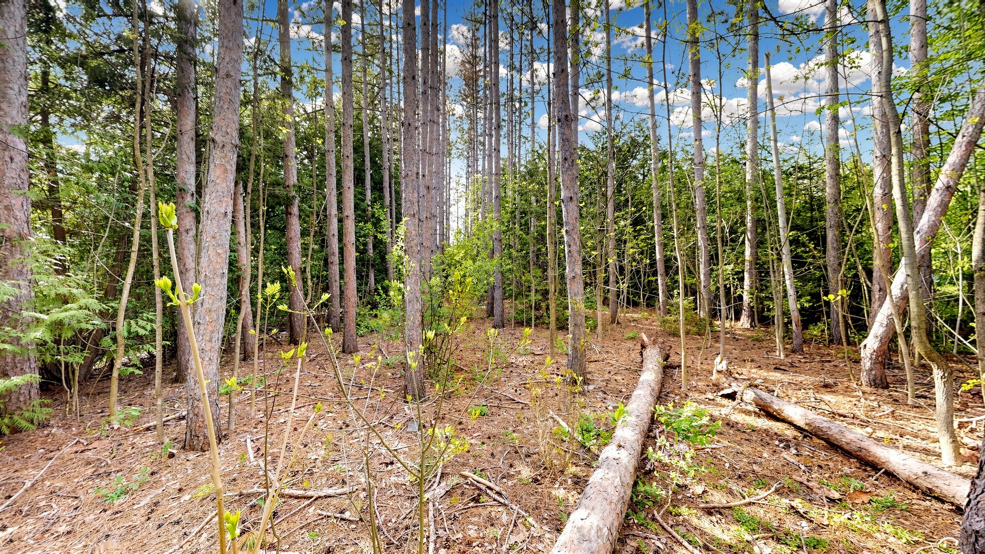 Managed forest on 13.58 acres at 44 Edgewood Road