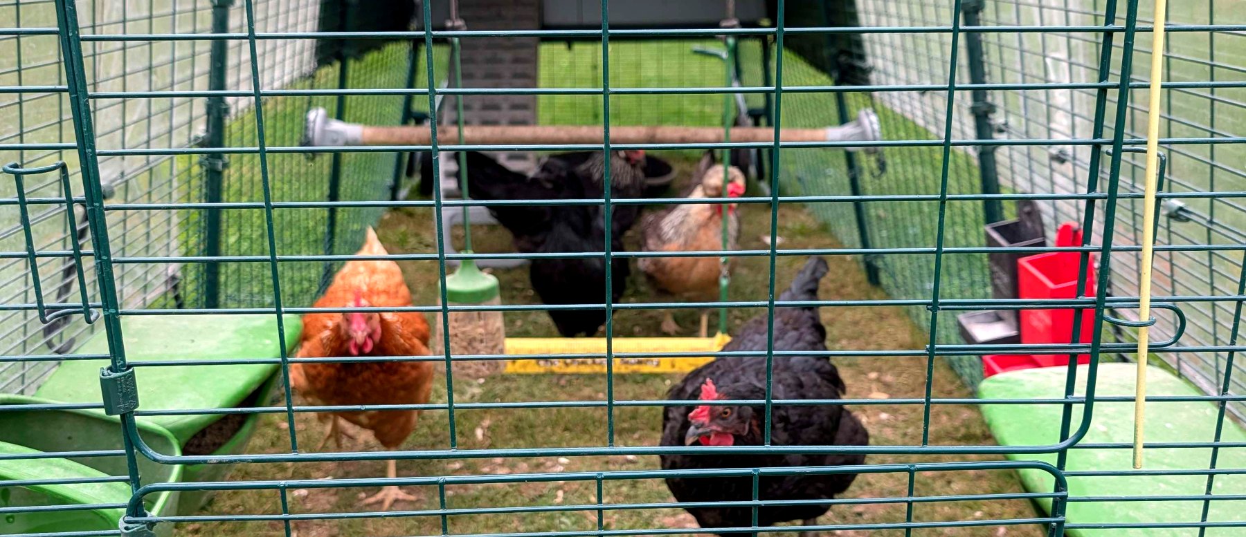 A flock of hens in a predator-proofed run on a country property