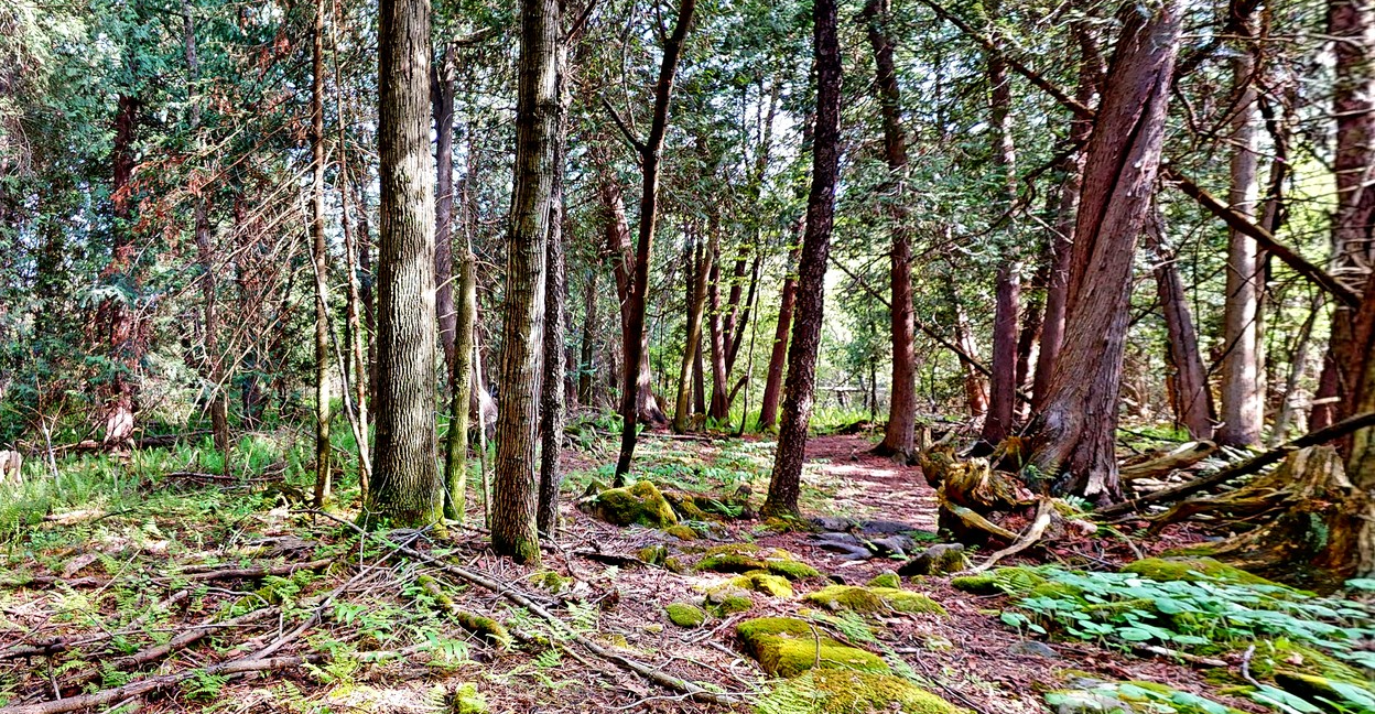 Forest trails winding through the property