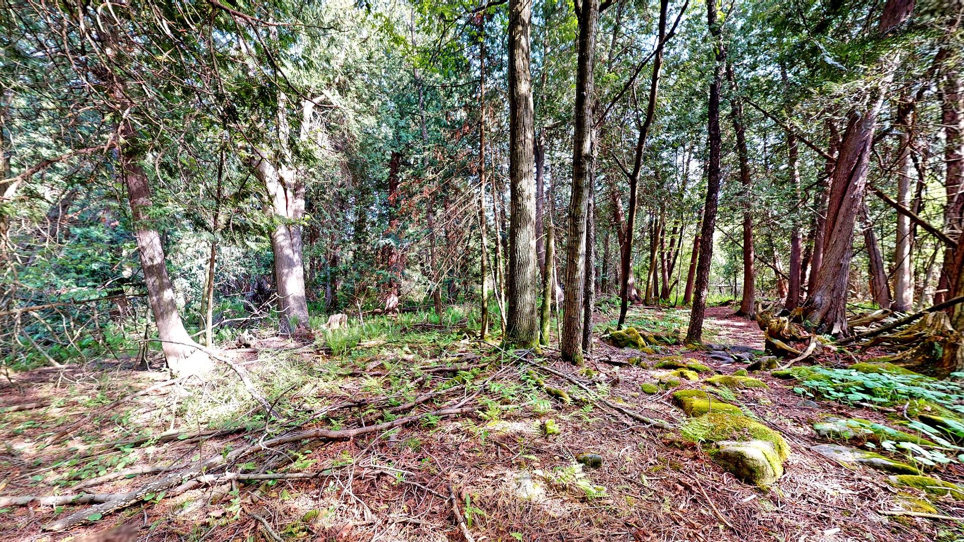 Mossy forest floor on the private trails at 44 Edgewood Road, Eden Mills