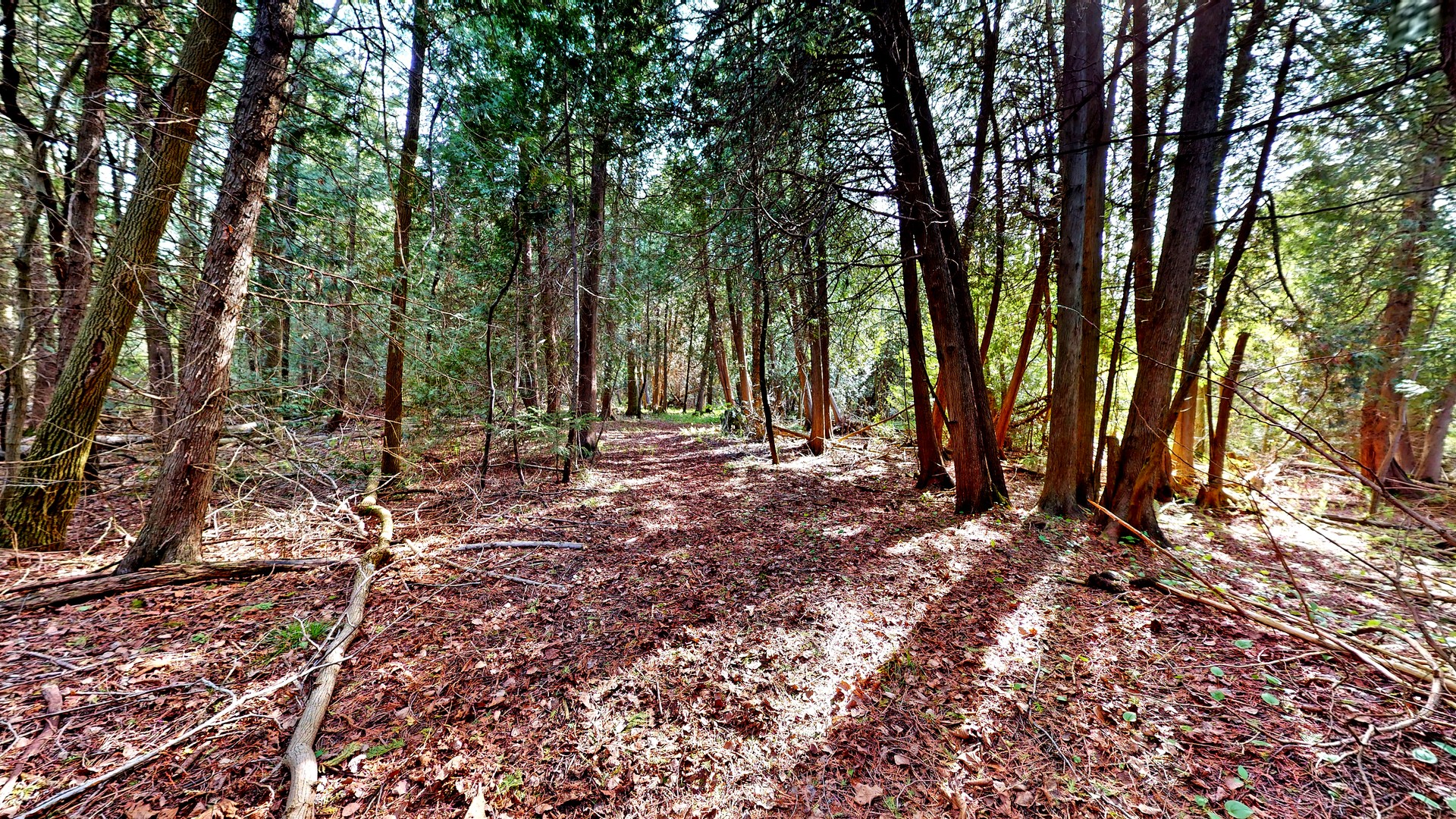 Forest trails near Eden Mills